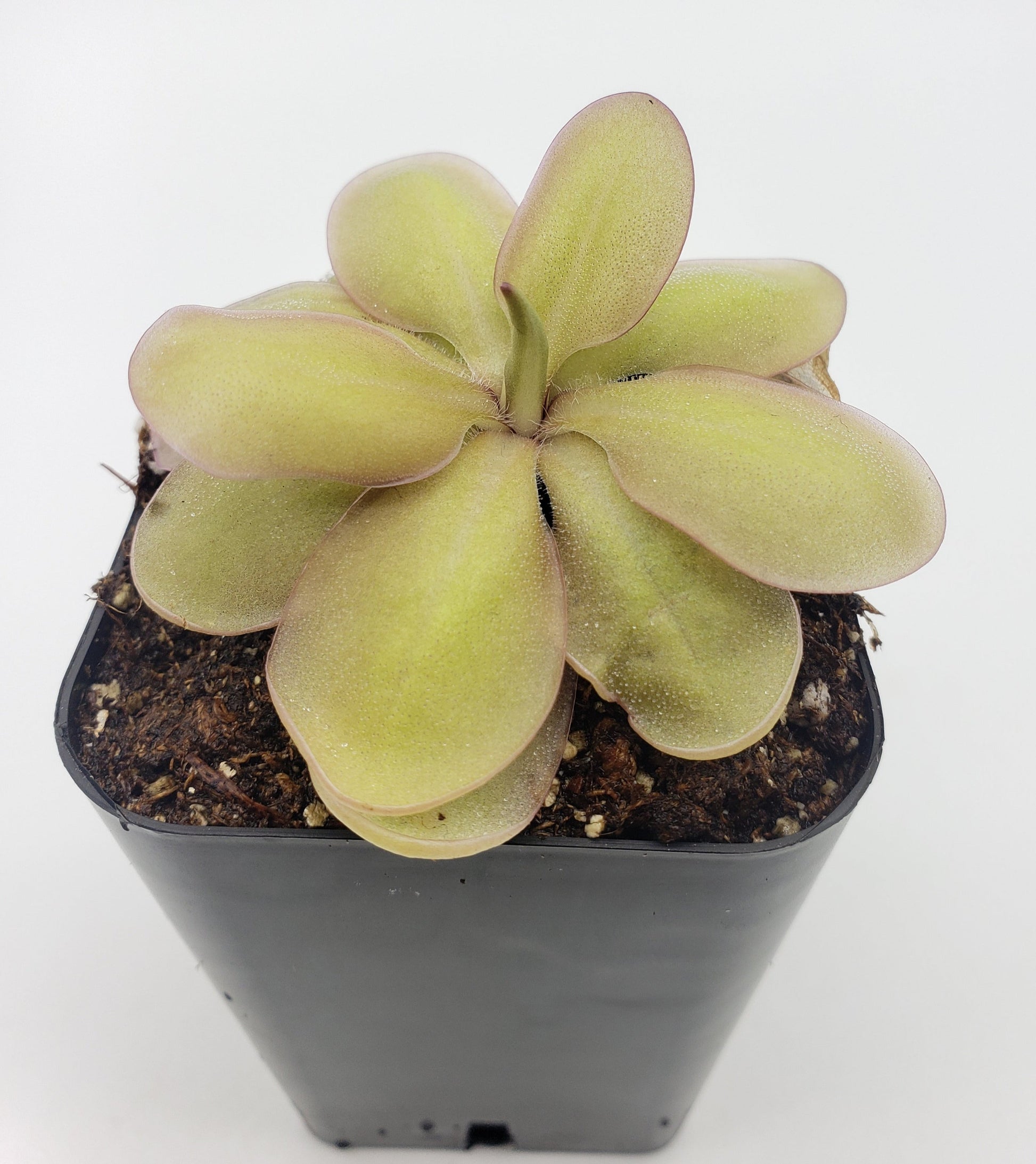 Pinguicula emarginata x elizabethiae – Large Red Carnivorous Butterwort – Butterworts