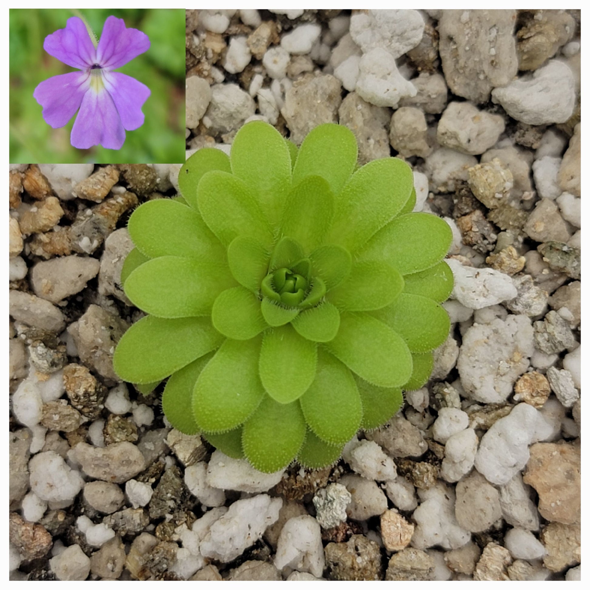 Pinguicula emarginata x gypsicola – Live Carnivorous Butterwort – Butterworts