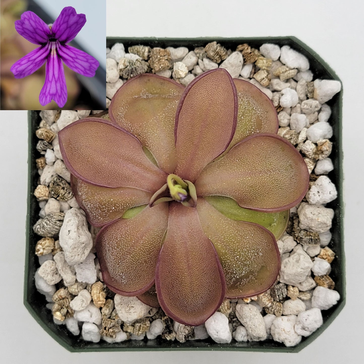 Pinguicula emarginata x hemiepiphytica – Rare Hybrid Carnivorous Butterwort | Live Plant – Butterworts