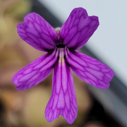 Pinguicula emarginata x hemiepiphytica – Rare Hybrid Carnivorous Butterwort | Live Plant – Butterworts