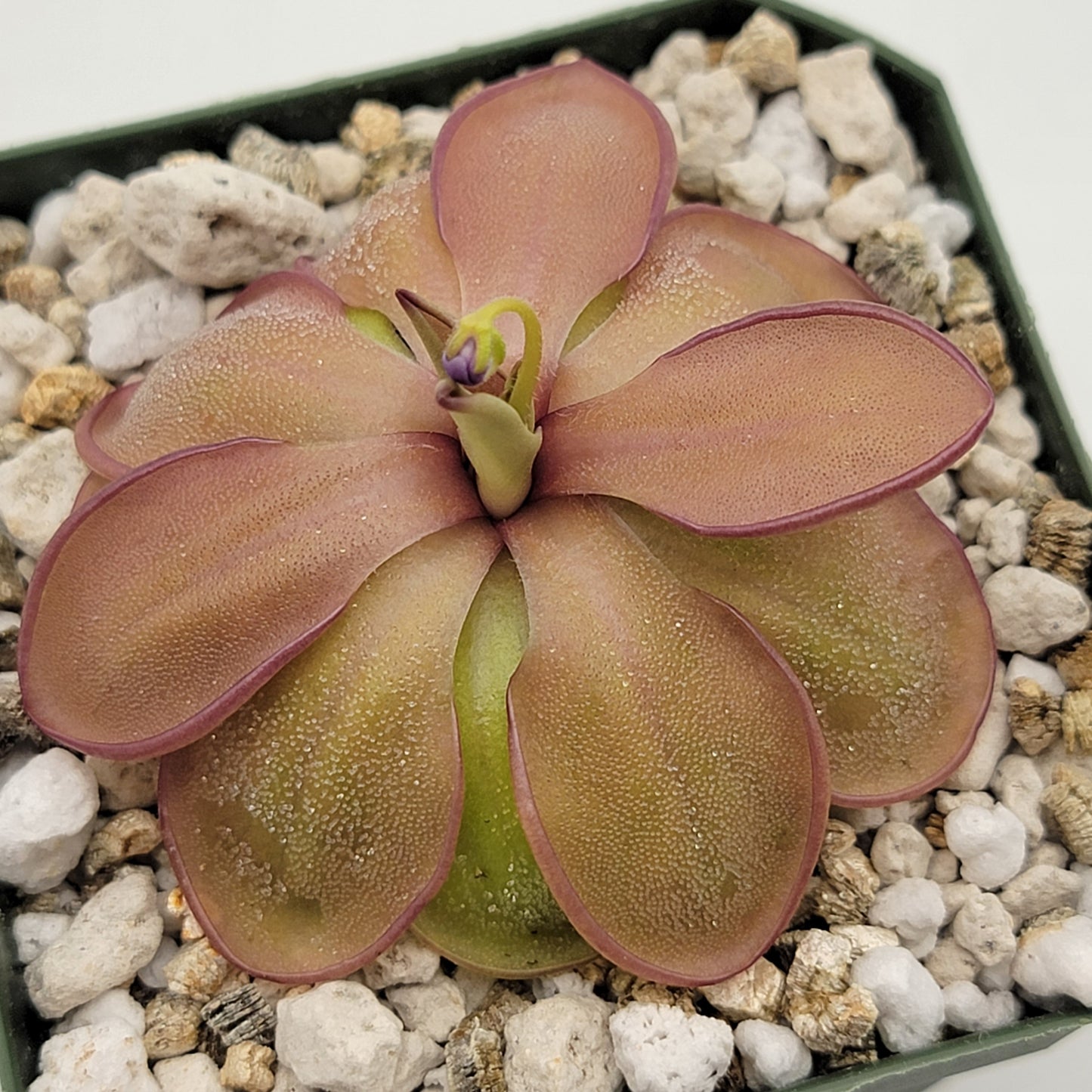 Pinguicula emarginata x hemiepiphytica – Rare Hybrid Carnivorous Butterwort | Live Plant – Butterworts