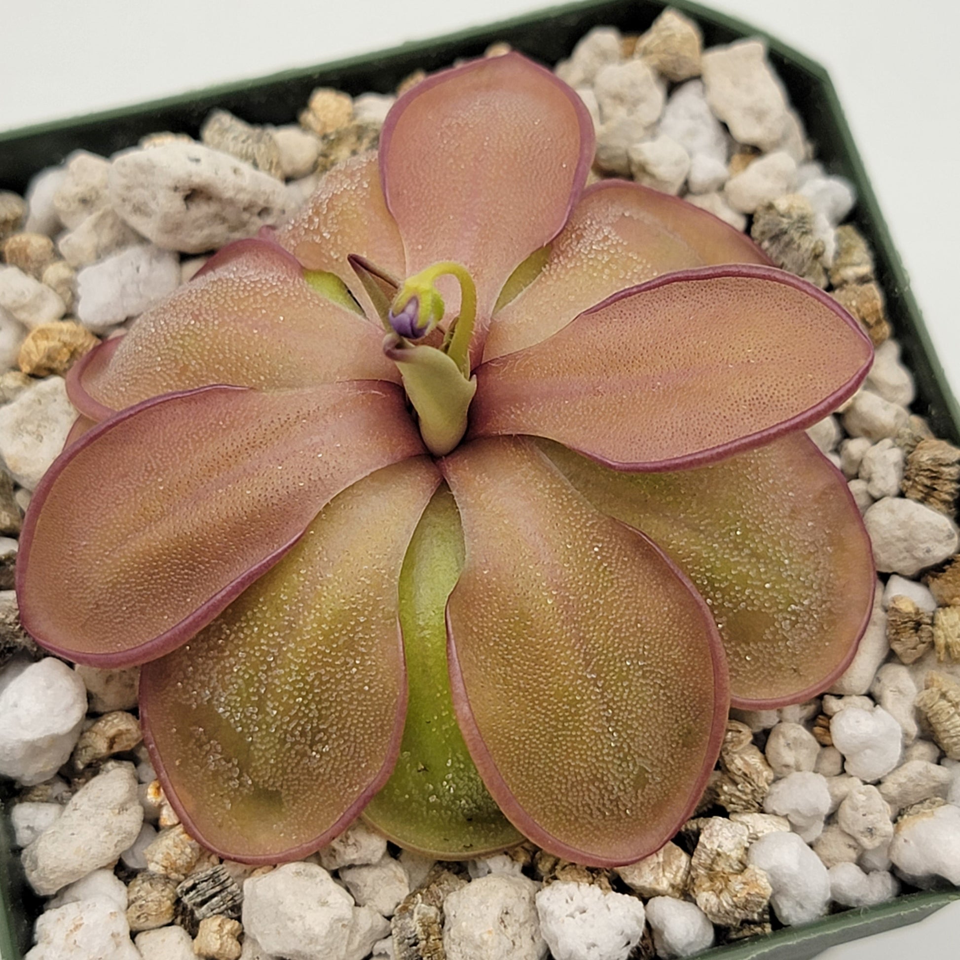 Pinguicula emarginata x hemiepiphytica – Rare Hybrid Carnivorous Butterwort | Live Plant – Butterworts