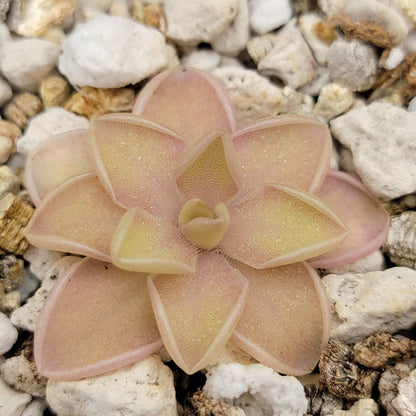 Pinguicula emarginata x jaumavensis – Live Butterwort Plant