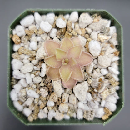 Pinguicula emarginata x jaumavensis – Live Butterwort Plant