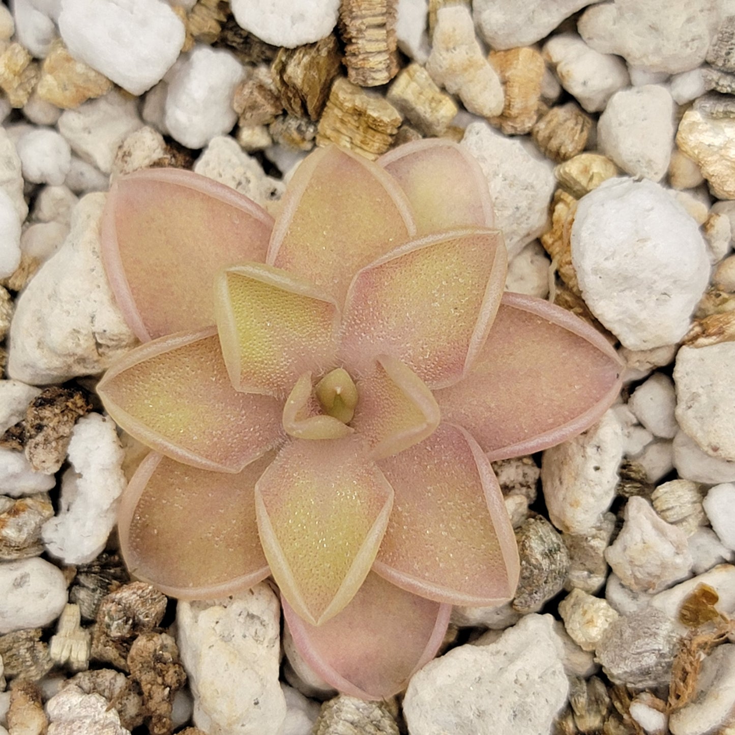 Pinguicula emarginata x jaumavensis – Live Butterwort Plant