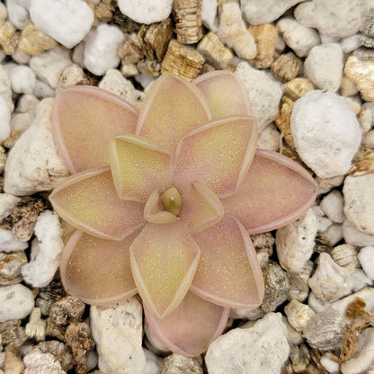 Pinguicula emarginata x jaumavensis – Live Butterwort Plant