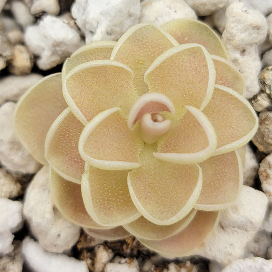 Pinguicula esseriana {Agua de León} – Rare Mexican Carnivorous Butterwort | Live Plant – Butterworts