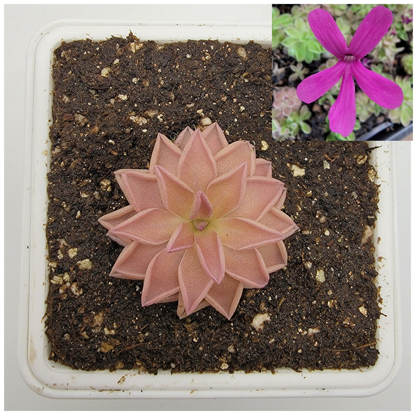 Pinguicula "Estrellita" – Rare Hybrid Carnivorous Butterwort | Live Plant