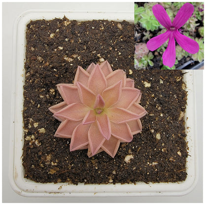 Pinguicula "Estrellita" – Rare Hybrid Carnivorous Butterwort | Live Plant