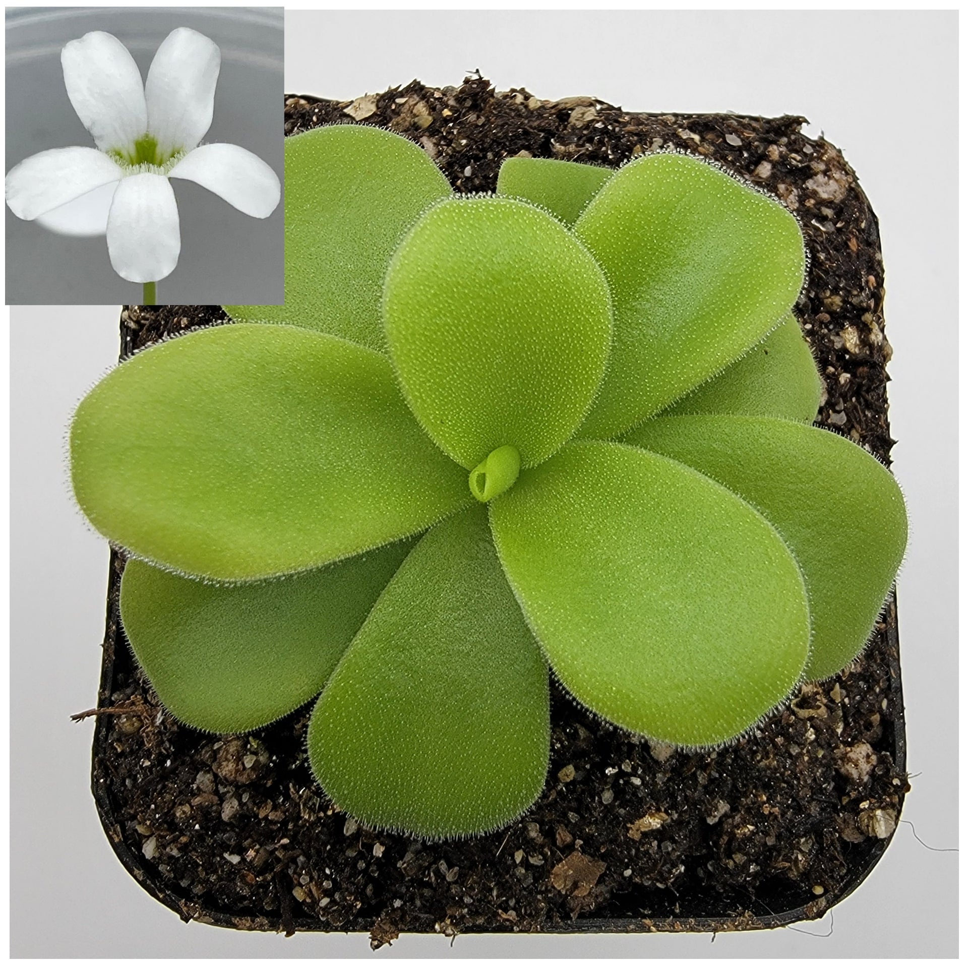 Pinguicula gigantea alba – Live Tropical Carnivorous Butterwort – Butterworts