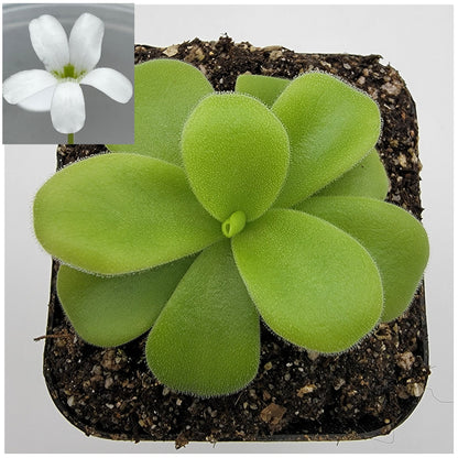 Pinguicula gigantea alba – Live Tropical Carnivorous Butterwort – Butterworts