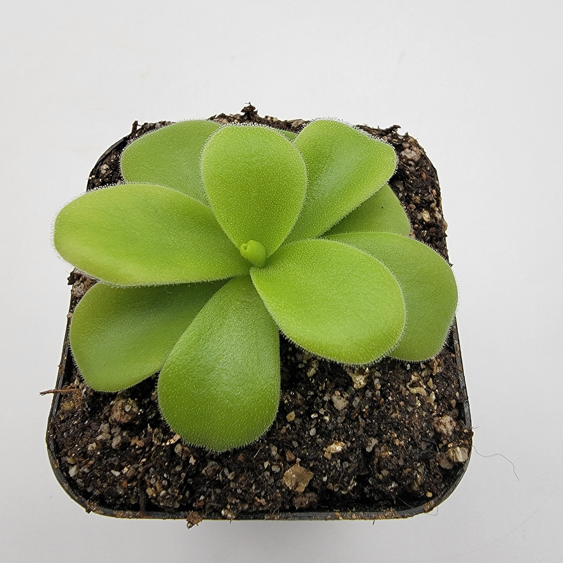 Pinguicula gigantea alba – Live Tropical Carnivorous Butterwort – Butterworts