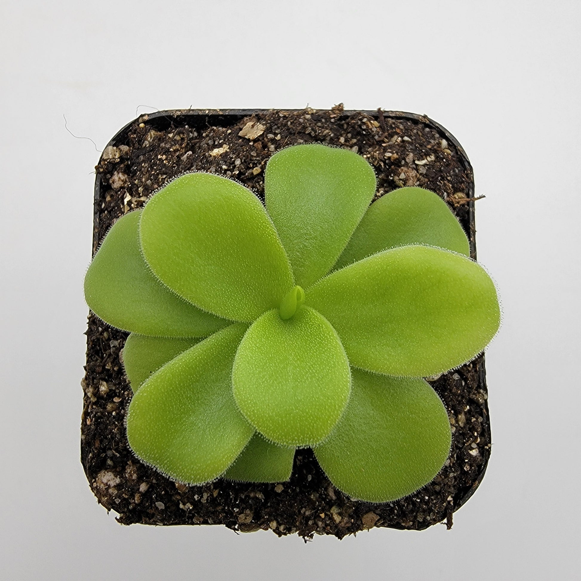 Pinguicula gigantea alba – Live Tropical Carnivorous Butterwort – Butterworts