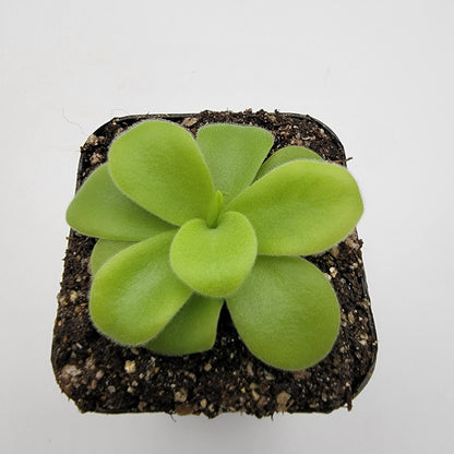 Pinguicula gigantea alba – Live Tropical Carnivorous Butterwort – Butterworts