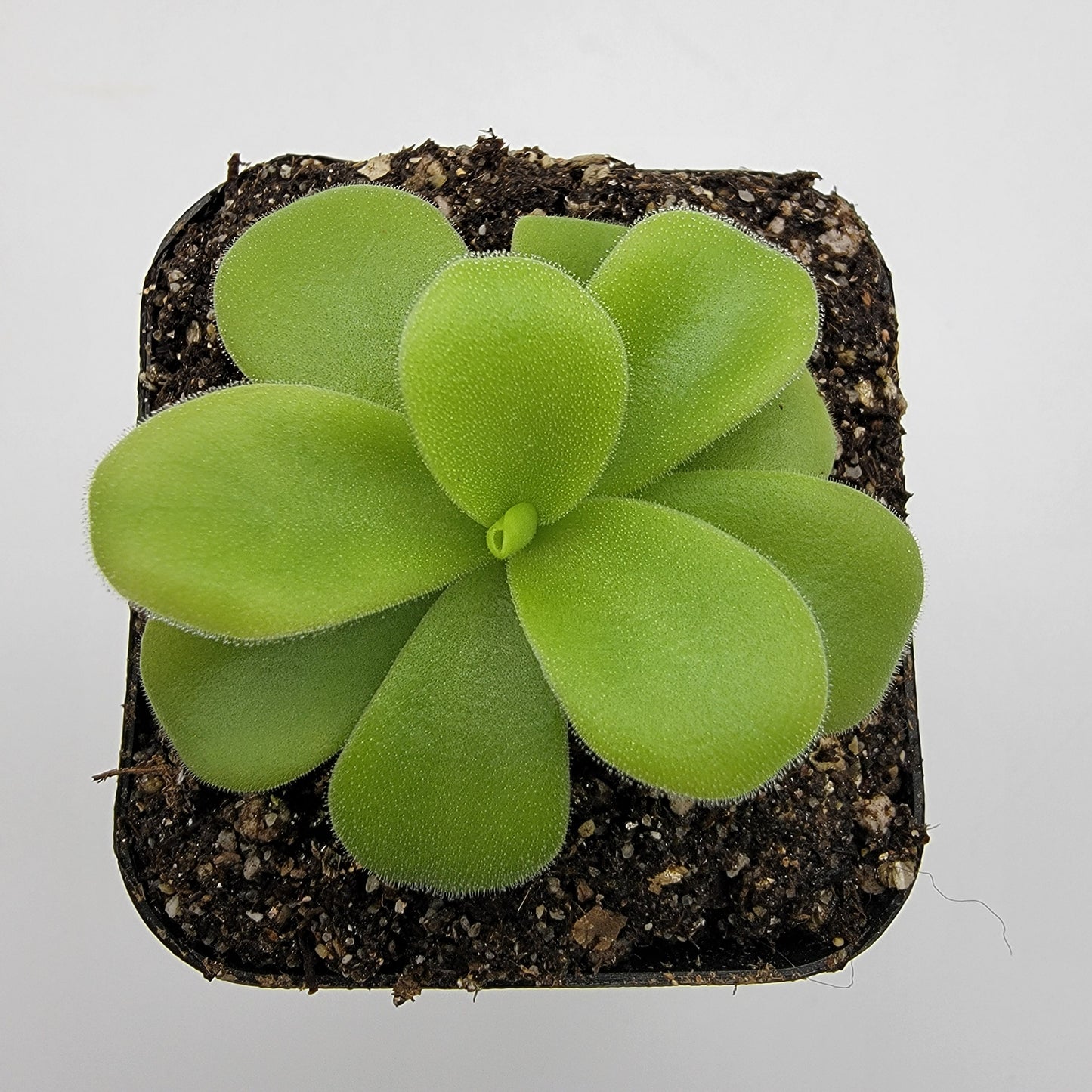 Pinguicula gigantea alba – Live Tropical Carnivorous Butterwort – Butterworts