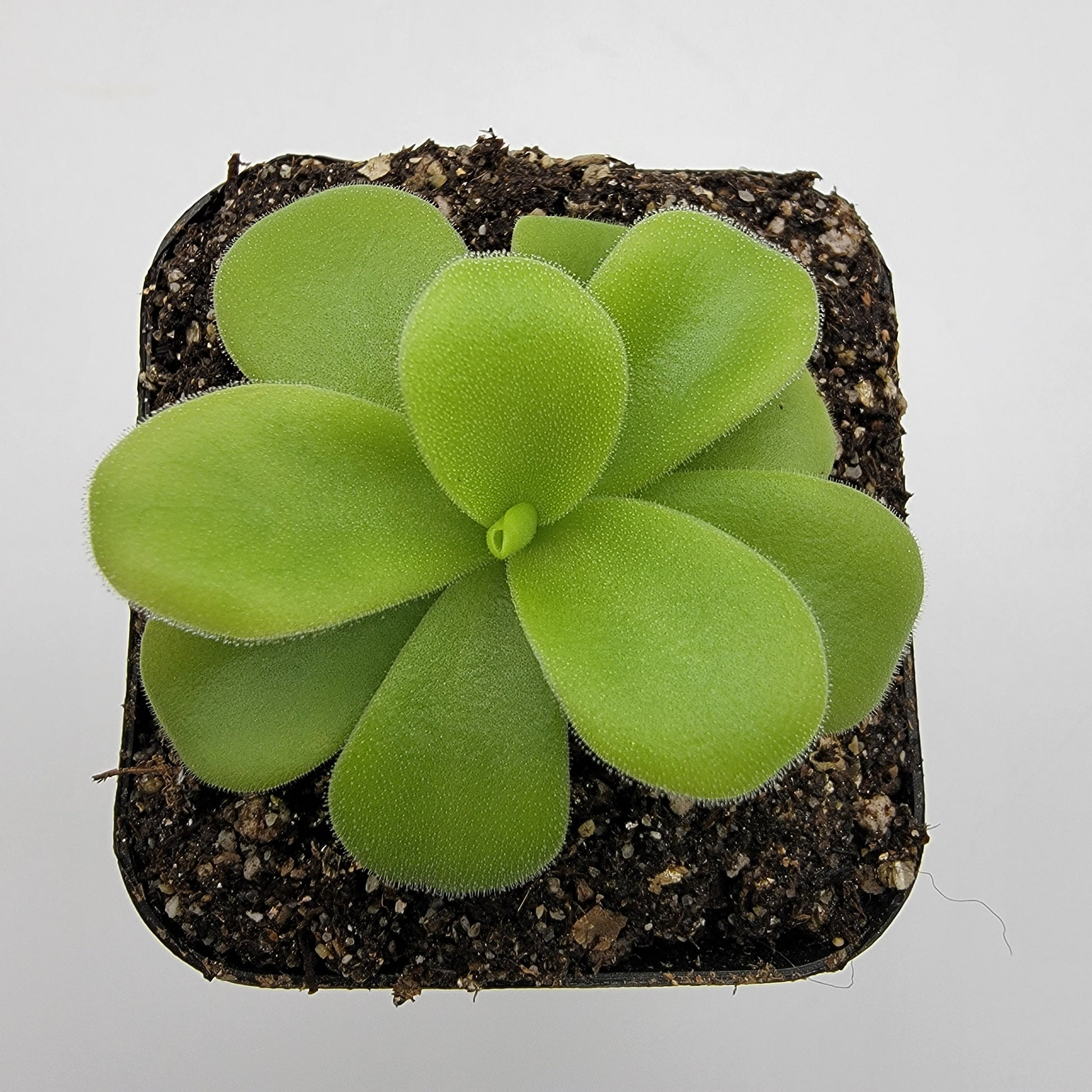 Pinguicula gigantea alba – Live Tropical Carnivorous Butterwort – Butterworts