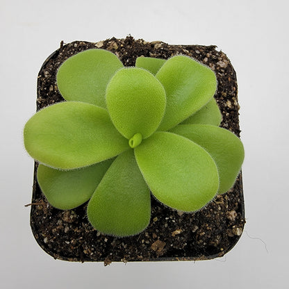 Pinguicula gigantea alba – Live Tropical Carnivorous Butterwort – Butterworts