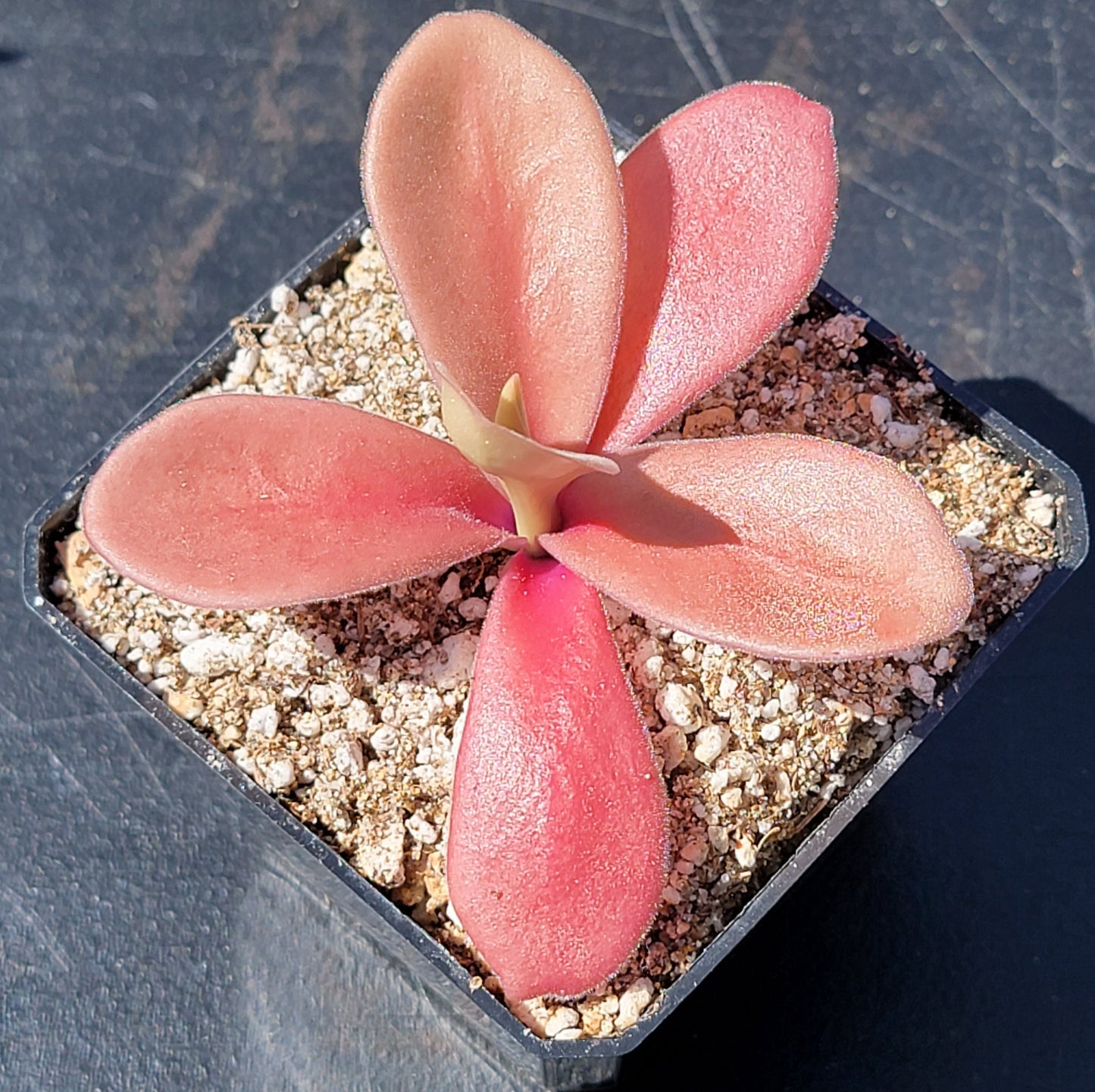 Pinguicula gigantea red – Butterworts