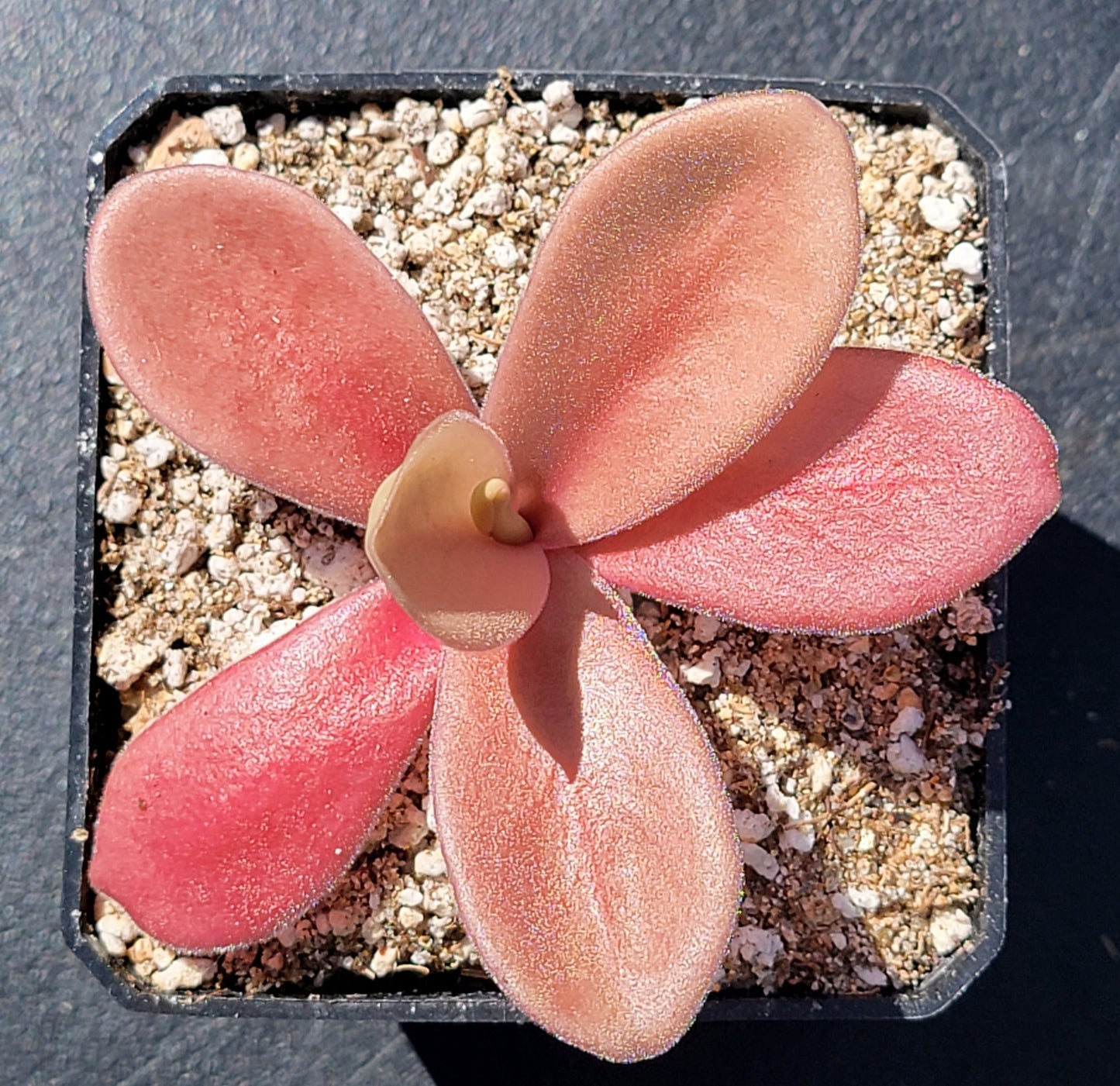 Pinguicula gigantea red – Butterworts