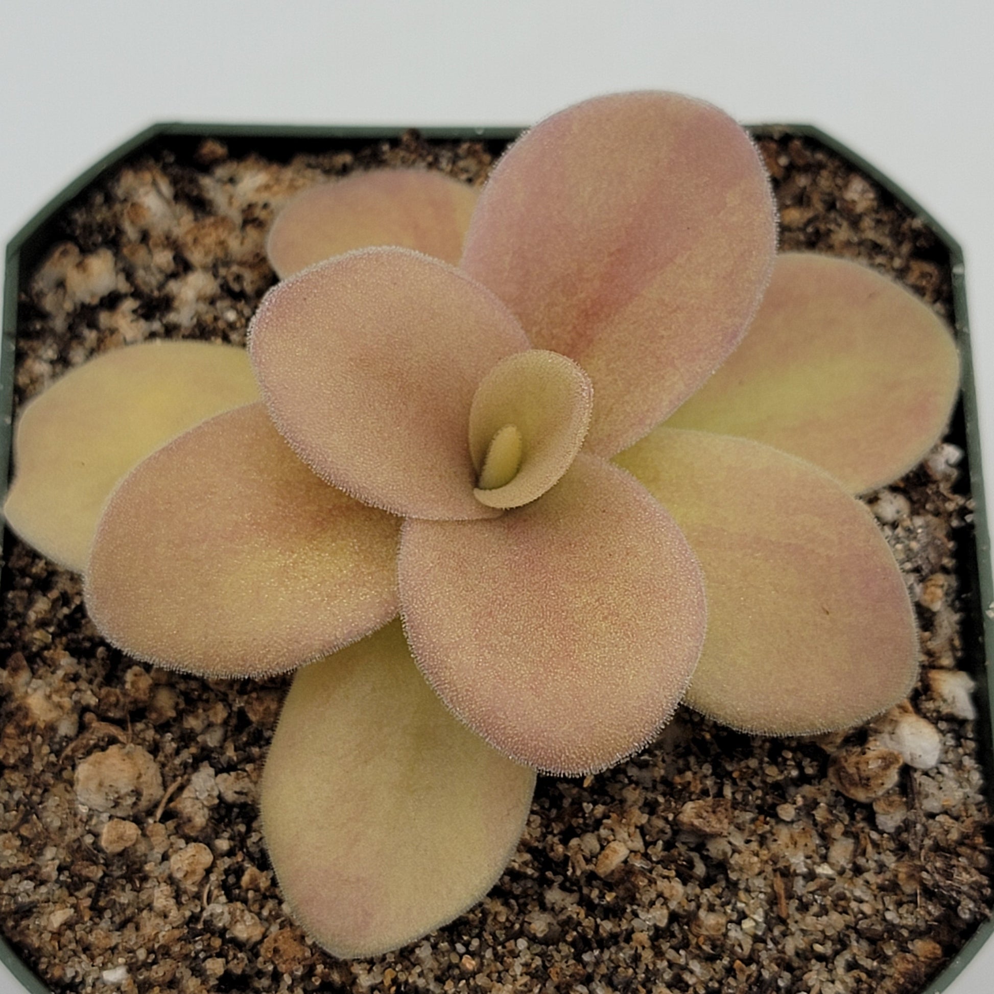 Butterwort Gigantea 'Red Winter Flush' - Live Carnivorous Plant – Live Plants