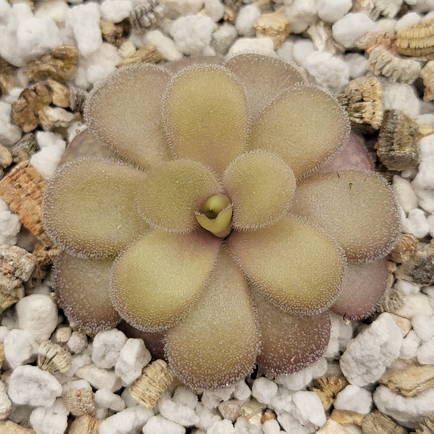 Pinguicula gigantea red x cyclosecta – Rare Hybrid Carnivorous Butterwort | Live Plant – Butterworts