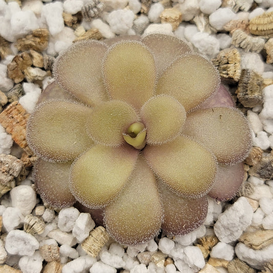Pinguicula gigantea red x cyclosecta – Rare Hybrid Carnivorous Butterwort | Live Plant – Butterworts