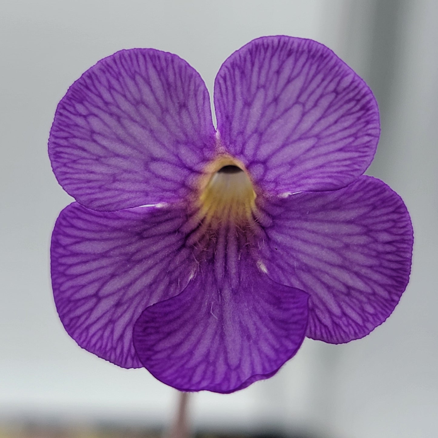 Pinguicula gigantea red x cyclosecta – Rare Hybrid Carnivorous Butterwort | Live Plant – Butterworts
