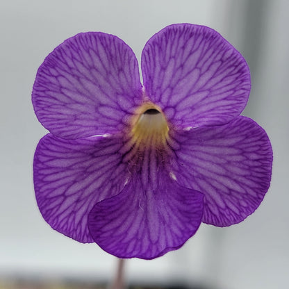 Pinguicula gigantea red x cyclosecta – Rare Hybrid Carnivorous Butterwort | Live Plant – Butterworts