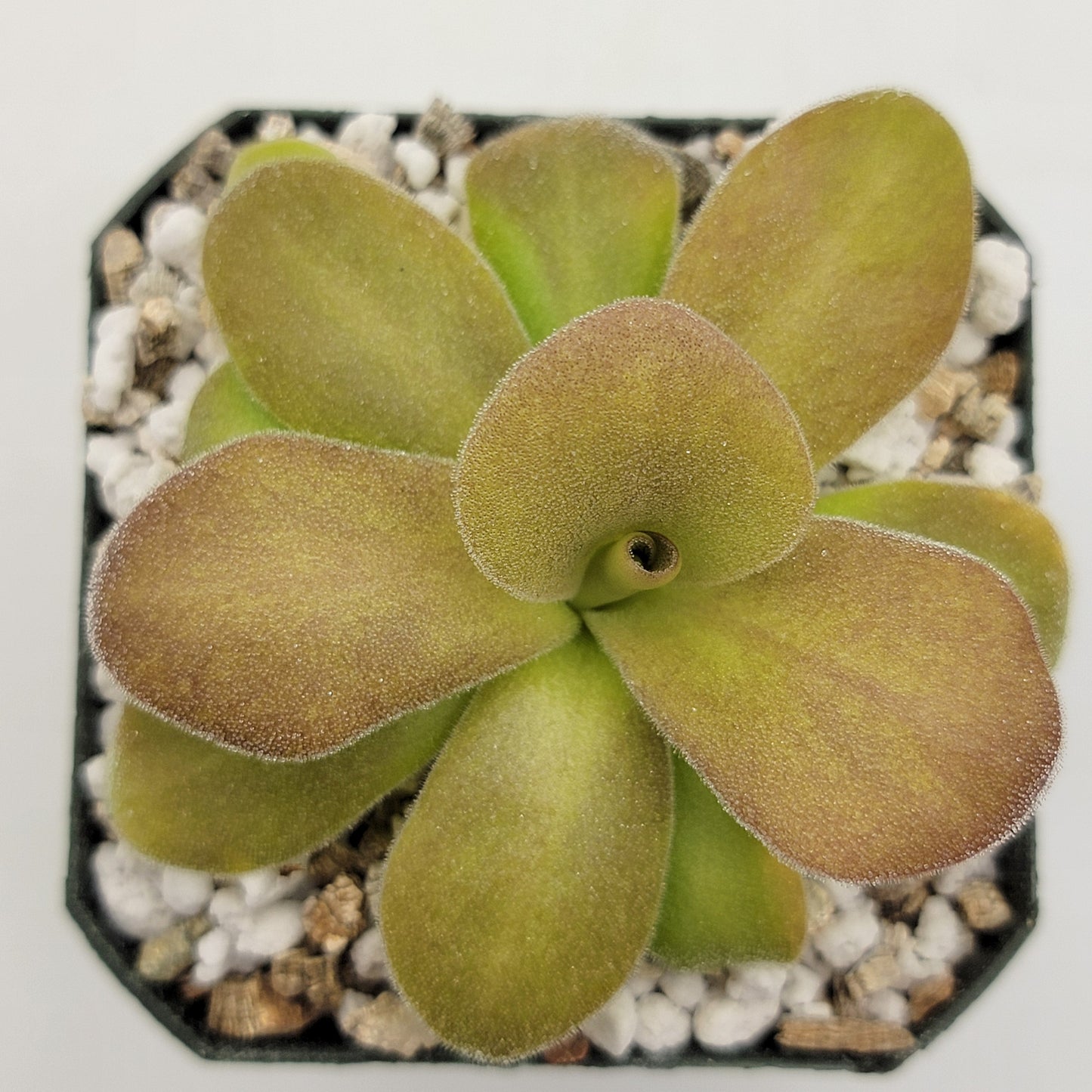 Pinguicula gigantea red x martinezii – Butterworts
