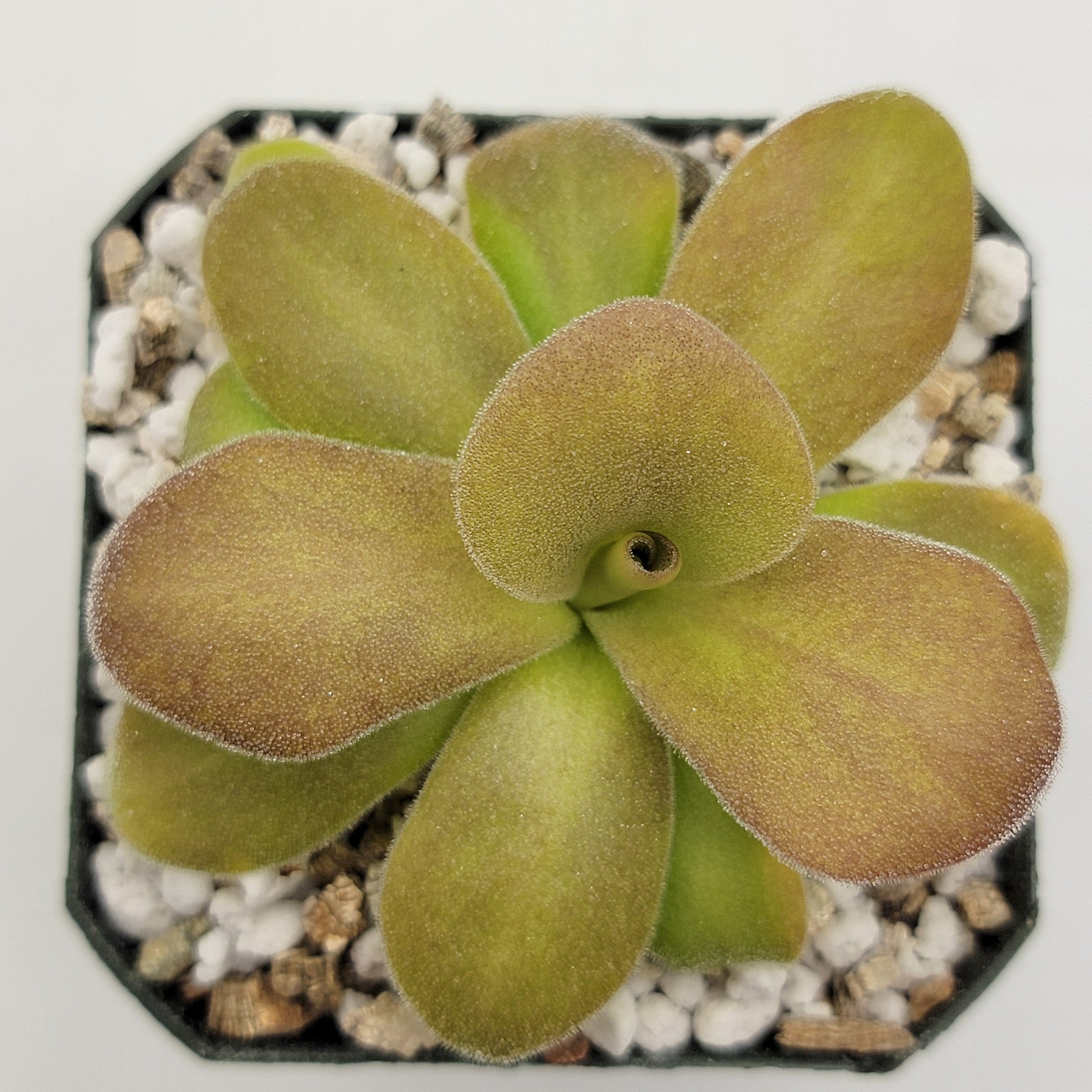 Pinguicula gigantea red x martinezii – Butterworts