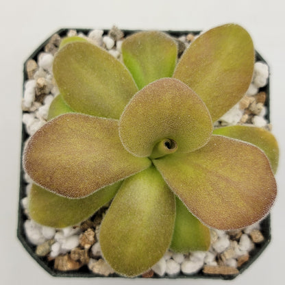 Pinguicula gigantea red x martinezii – Butterworts