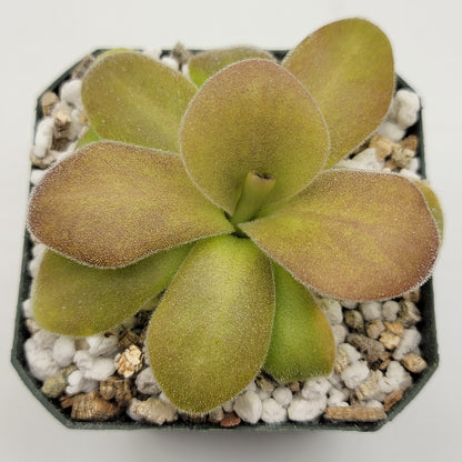 Pinguicula gigantea red x martinezii – Butterworts