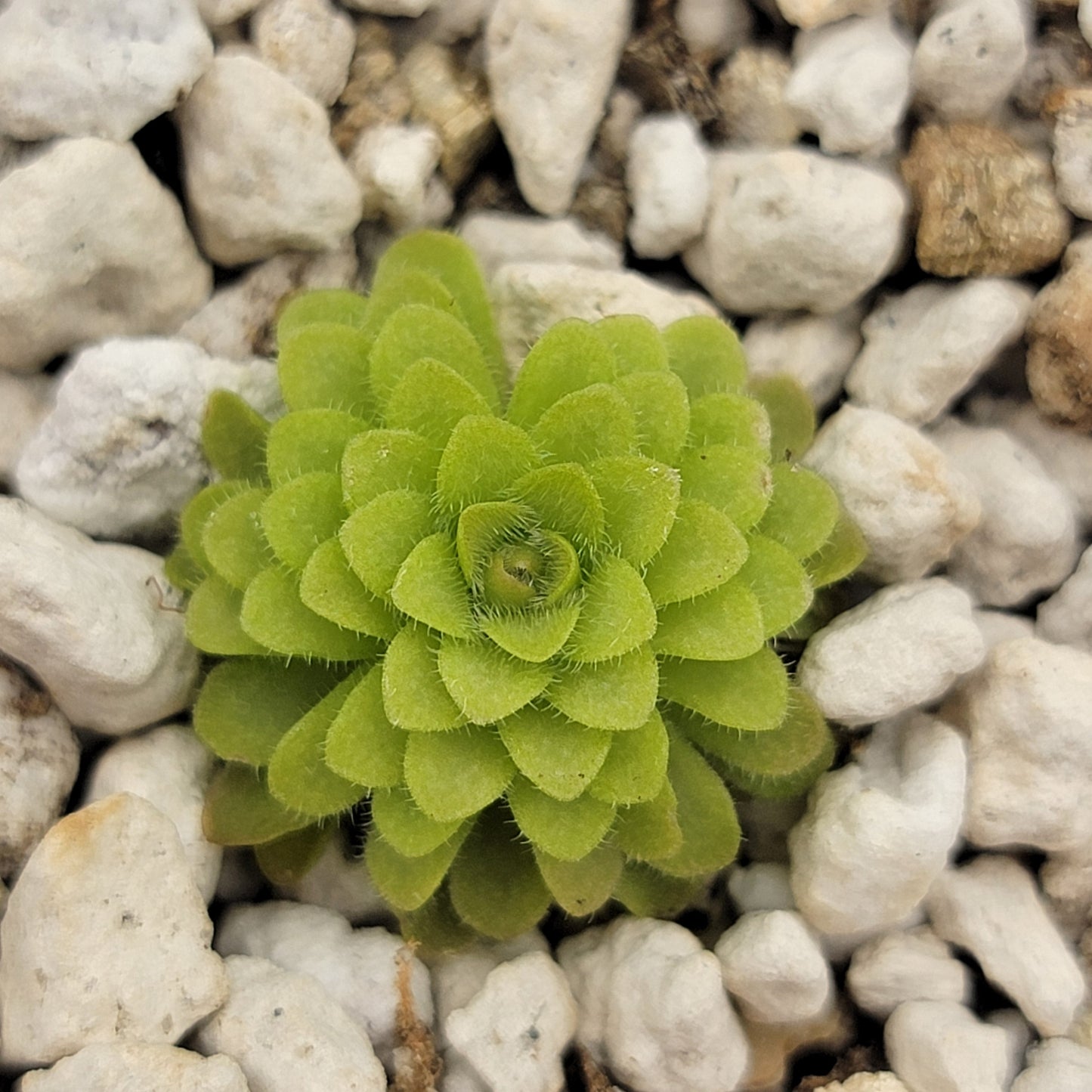 Pinguicula gracilis x laueana – Rare Hybrid Carnivorous Butterwort | Live Plant – Butterworts
