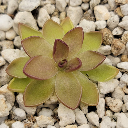 Pinguicula gracilis x laueana – Rare Hybrid Carnivorous Butterwort | Live Plant – Butterworts