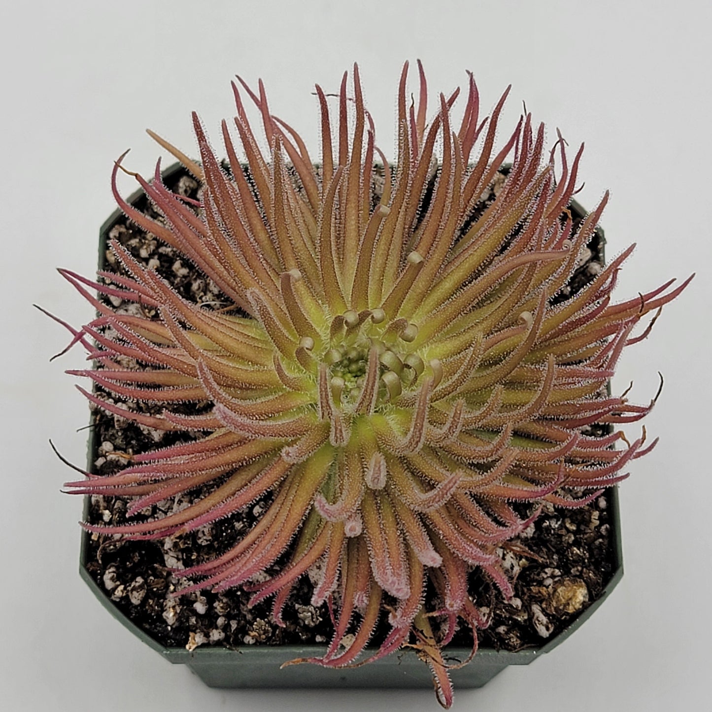 Pinguicula gypsicola {Buena Vista, San Luis Potosí} – Rare Mexican Carnivorous Butterwort | Live Plant – Butterworts