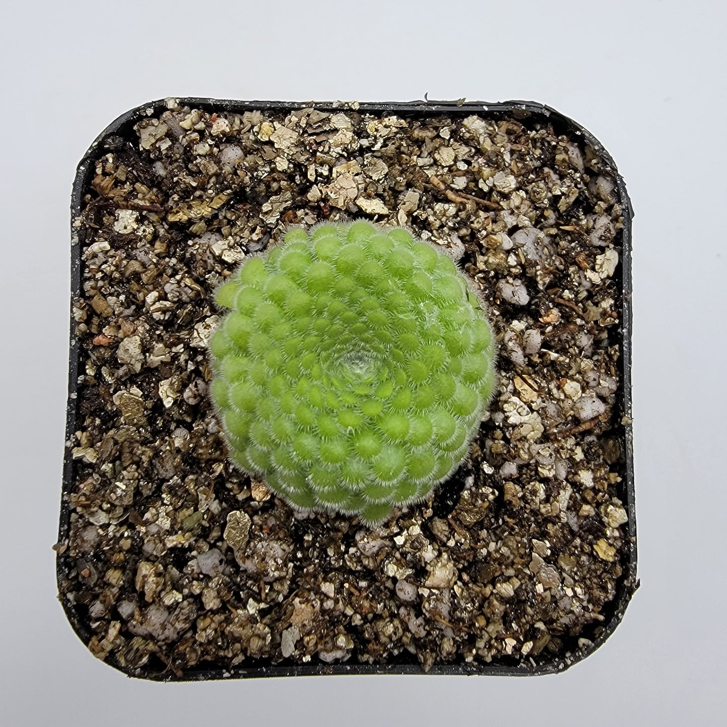 Pinguicula gypsicola {Buena Vista, San Luis Potosí} – Rare Mexican Carnivorous Butterwort | Live Plant – Butterworts
