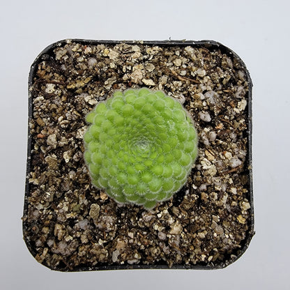 Pinguicula gypsicola {Buena Vista, San Luis Potosí} – Rare Mexican Carnivorous Butterwort | Live Plant – Butterworts