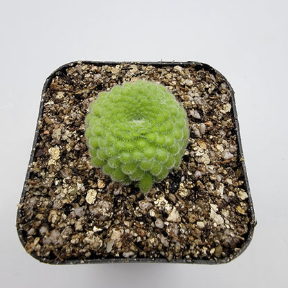 Pinguicula gypsicola {Buena Vista, San Luis Potosí} – Rare Mexican Carnivorous Butterwort | Live Plant – Butterworts