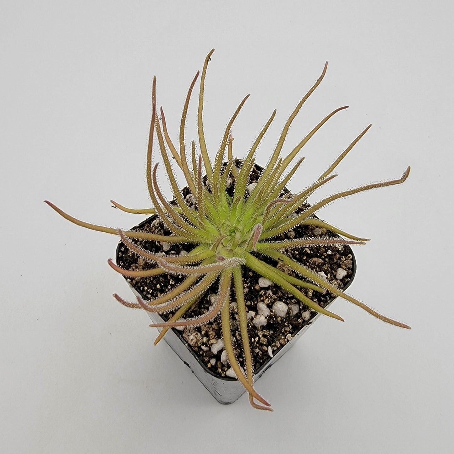 Pinguicula gypsicola {Buena Vista, San Luis Potosí} – Rare Mexican Carnivorous Butterwort | Live Plant – Butterworts