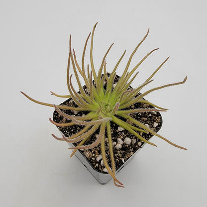 Pinguicula gypsicola {Buena Vista, San Luis Potosí} – Rare Mexican Carnivorous Butterwort | Live Plant – Butterworts