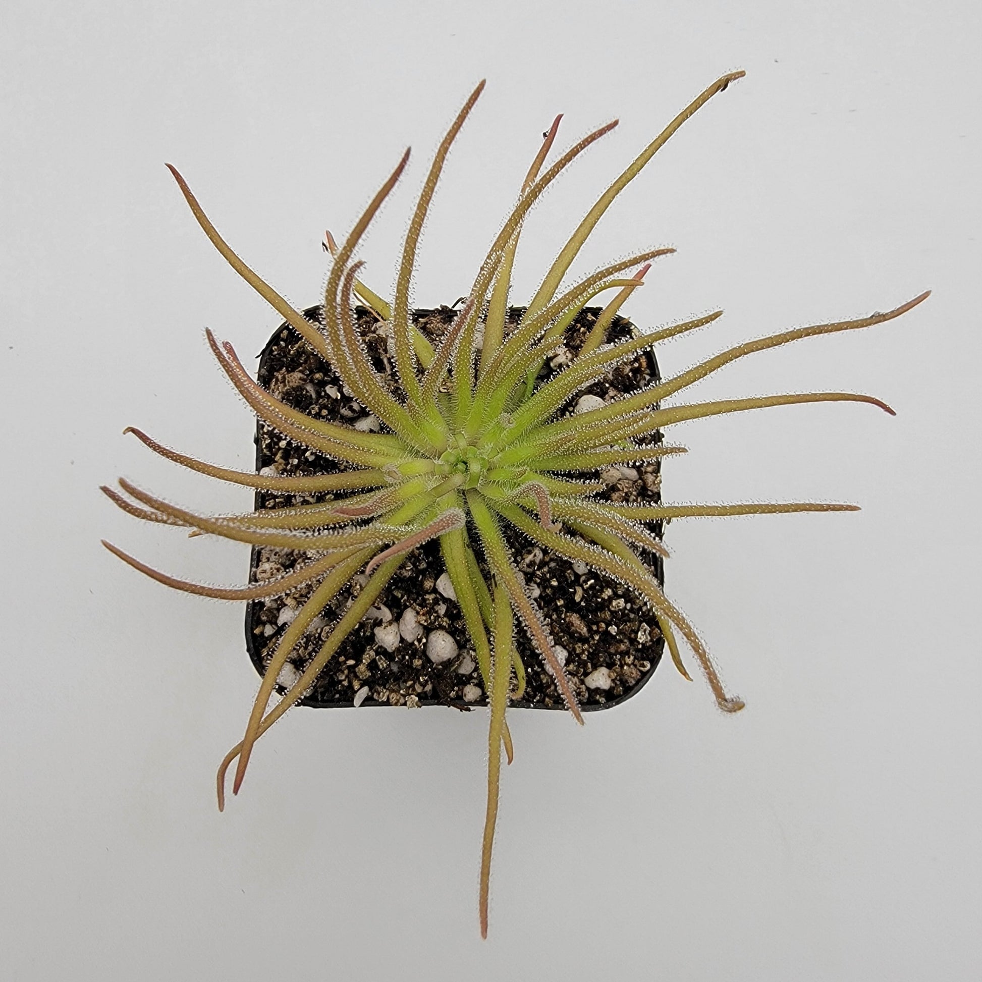Pinguicula gypsicola {Buena Vista, San Luis Potosí} – Rare Mexican Carnivorous Butterwort | Live Plant – Butterworts