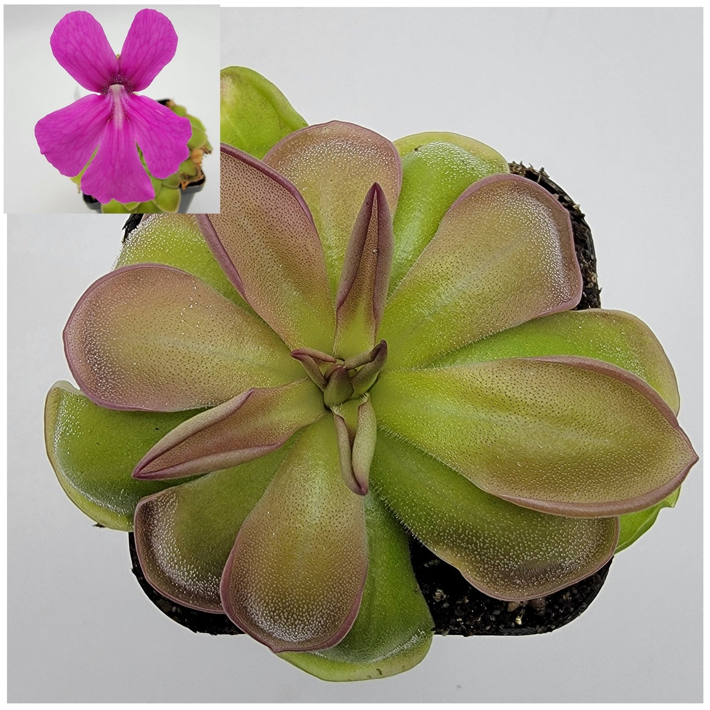 Pinguicula hemiepiphytica – Carnivorous Butterwort from Mexico – Butterworts
