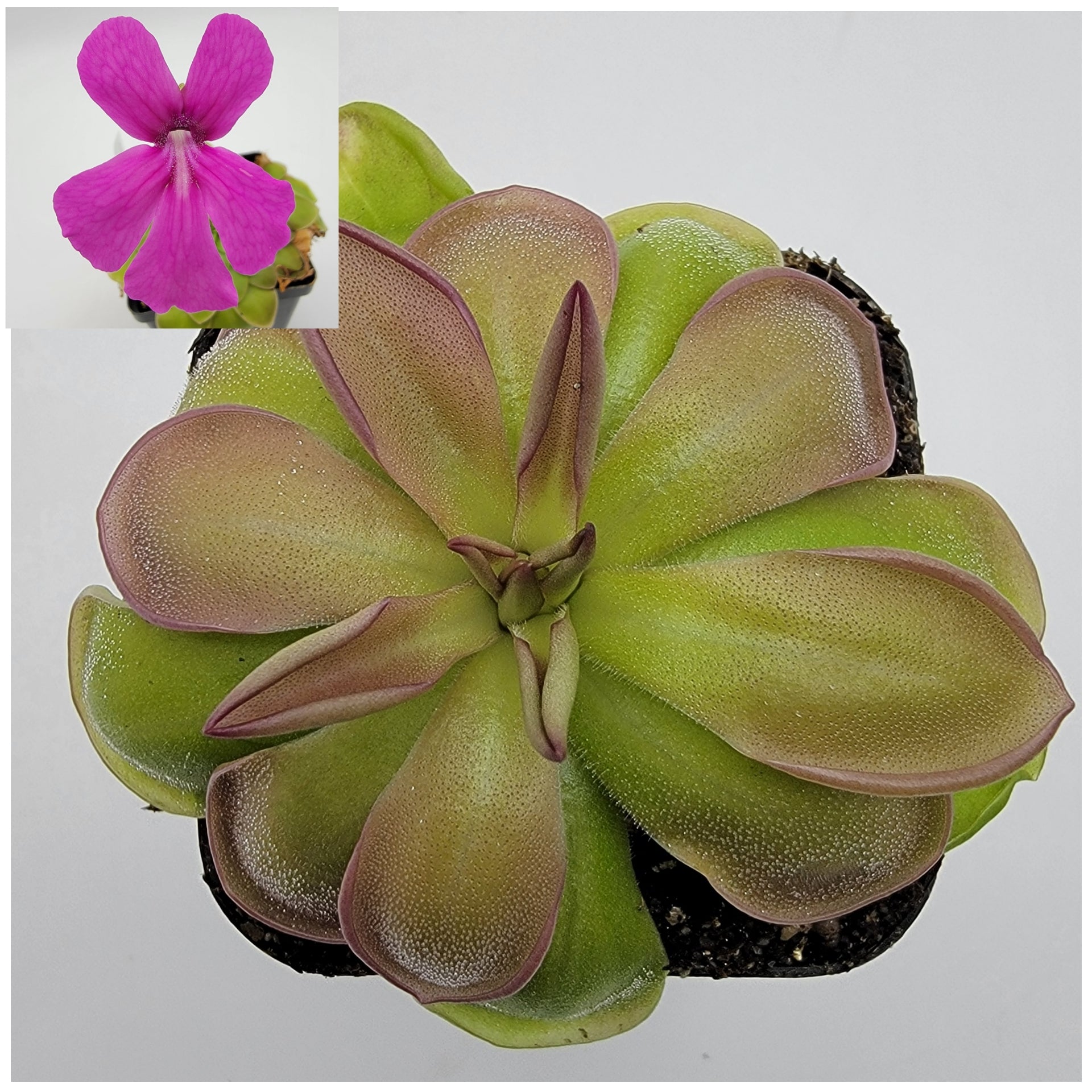 Pinguicula hemiepiphytica – Carnivorous Butterwort from Mexico – Butterworts