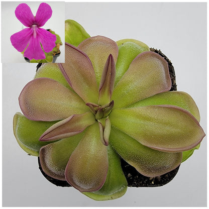 Pinguicula hemiepiphytica – Carnivorous Butterwort from Mexico – Butterworts