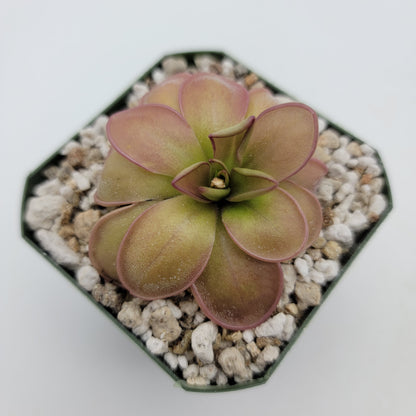 Pinguicula hemiepiphytica – Carnivorous Butterwort from Mexico – Butterworts