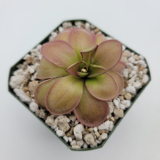 Pinguicula hemiepiphytica – Carnivorous Butterwort from Mexico – Butterworts