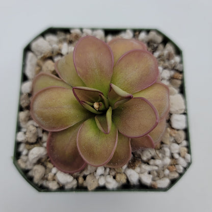 Pinguicula hemiepiphytica – Carnivorous Butterwort from Mexico – Butterworts