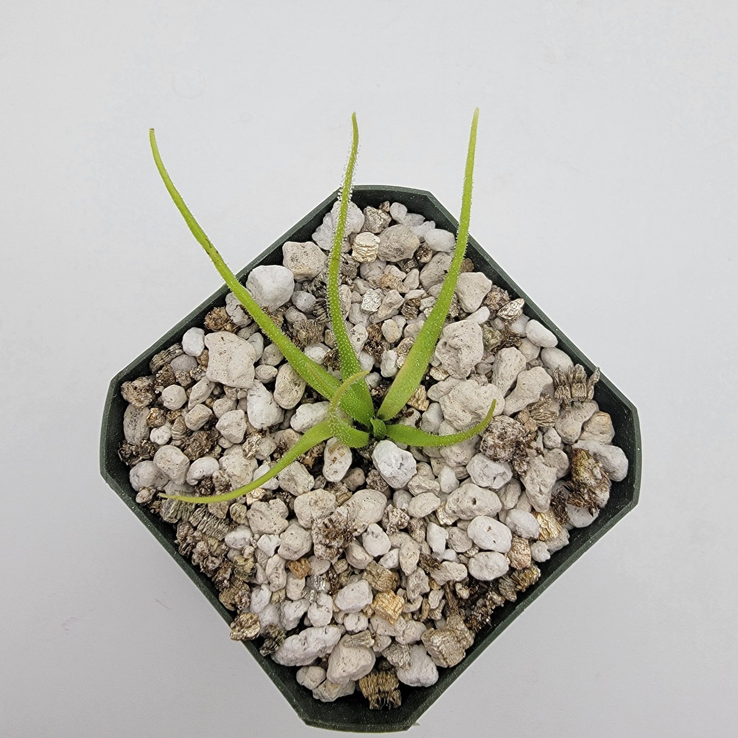 Pinguicula heterophylla – Rare Carnivorous Butterwort | Oaxaca Mexico Native Live Plant