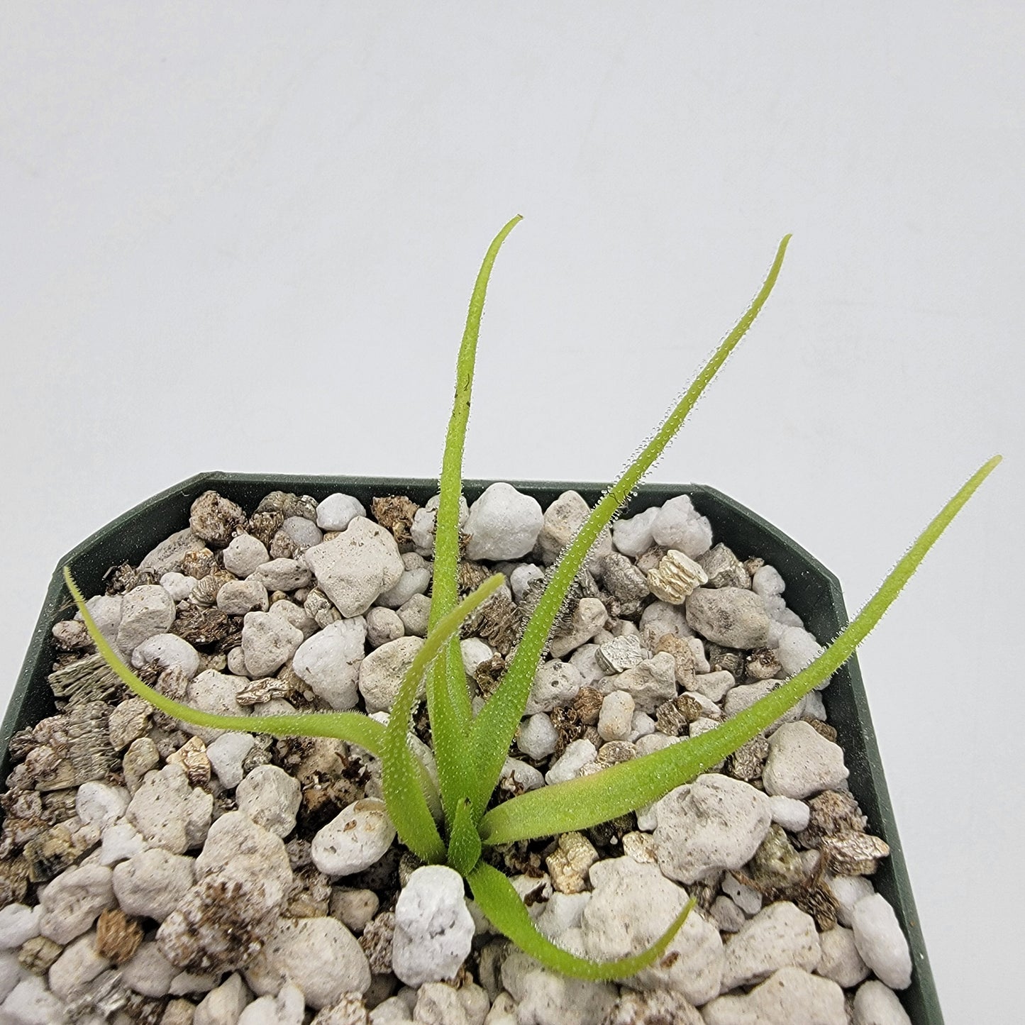 Pinguicula heterophylla – Rare Carnivorous Butterwort | Oaxaca Mexico Native Live Plant