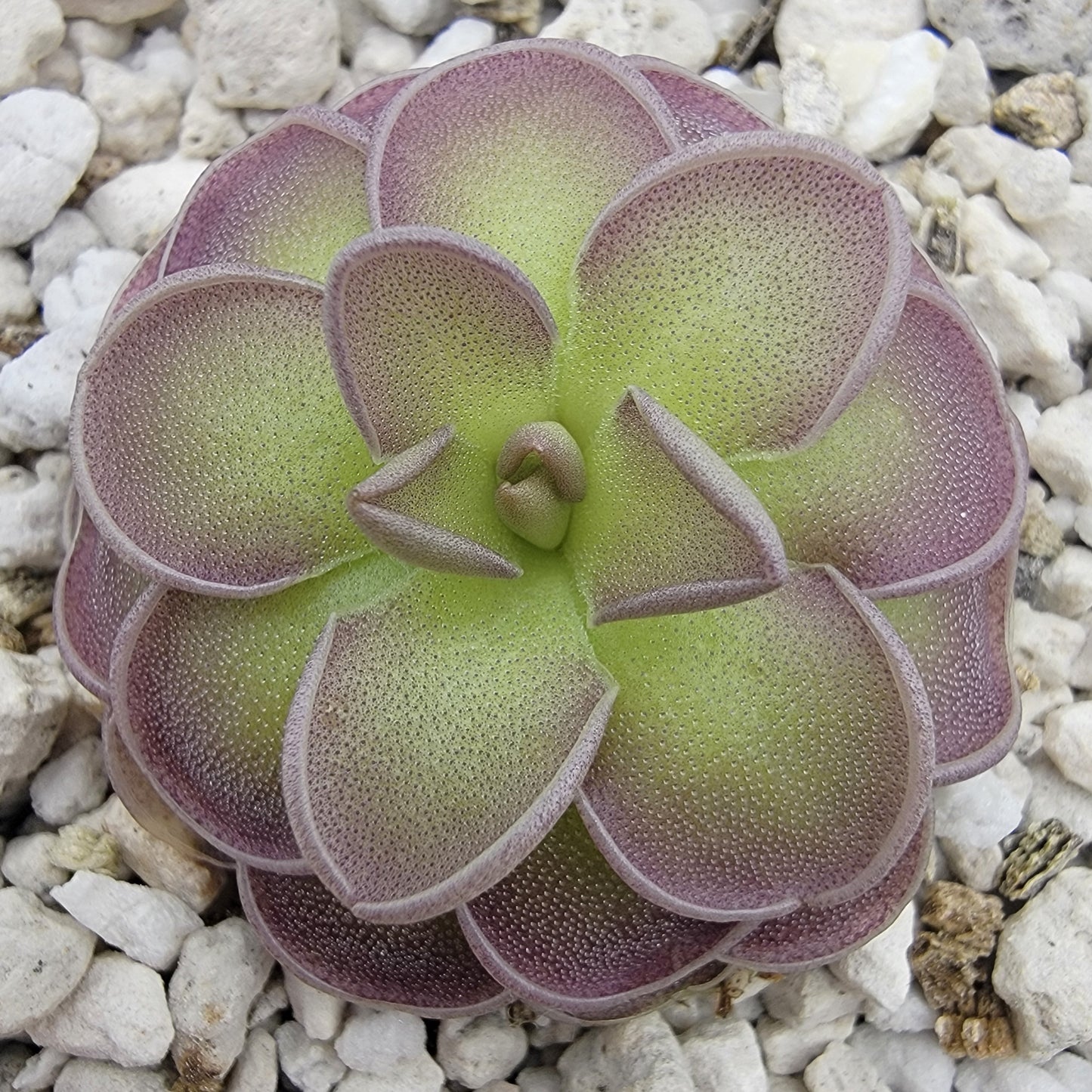 Pinguicula jaumavensis x cyclosecta – Rare Hybrid Carnivorous Butterwort | Live Plant